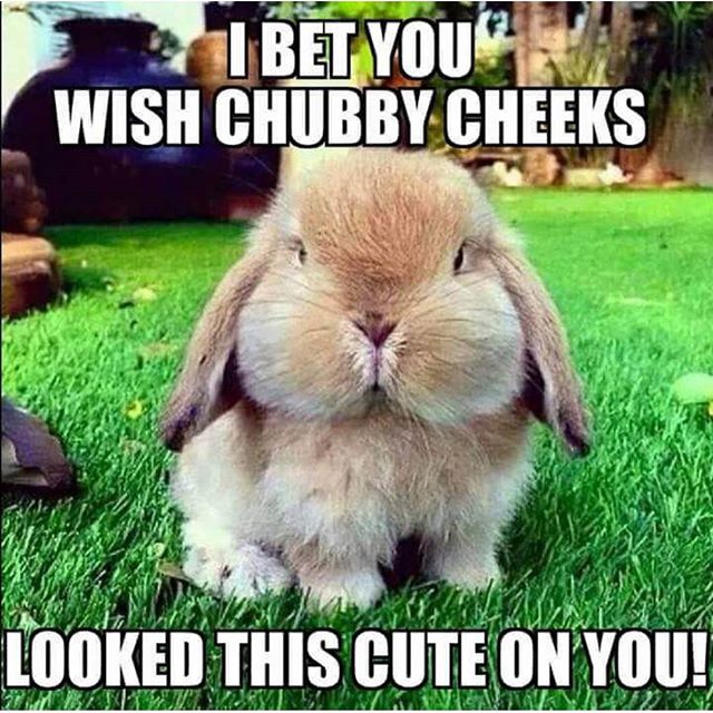i-bet-you-wish-chubby-cheeks-funny-rabbit-meme-image